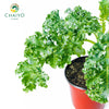 Kale Halbhoher Brassica oleracea – 15cm Pot