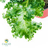 Kale Halbhoher Brassica oleracea – 15cm Pot