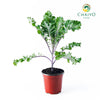 Kale Scarlet Brassica oleracea – 15cm Pot