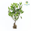 Red Holy Basil Ocimum tenuiflorum – Bare Root