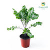 Kale Scarlet Brassica oleracea – 15cm Pot
