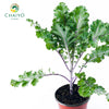 Kale Scarlet Brassica oleracea – 15cm Pot