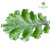 Kale Scarlet Brassica oleracea – 15cm Pot