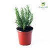 Rosemary Salvia rosmarinus – 15cm Pot