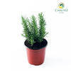 Rosemary Salvia rosmarinus – 15cm Pot