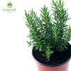 Rosemary Salvia rosmarinus – 15cm Pot