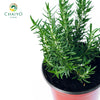 Rosemary Salvia rosmarinus – 15cm Pot