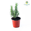 Rosemary Salvia rosmarinus – 10cm Pot