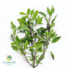 Red Holy Basil Ocimum tenuiflorum – Bare Root