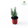 Rosemary Salvia rosmarinus – 10cm Pot