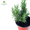 Rosemary Salvia rosmarinus – 10cm Pot