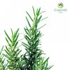 Rosemary Salvia rosmarinus – 10cm Pot