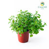 Thai Mint – 15cm Pot