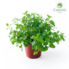 Thai Mint – 15cm Pot