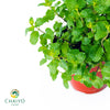 Thai Mint – 15cm Pot