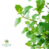 Thai Mint – 15cm Pot
