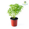 Basil Dwarf Greek Ocimum basilicum – 15cm Pot