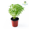 Basil Dwarf Greek Ocimum basilicum – 15cm Pot