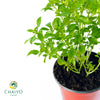 Basil Dwarf Greek Ocimum basilicum – 15cm Pot