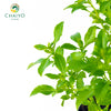 Basil Dwarf Greek Ocimum basilicum – 15cm Pot