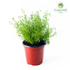 Thyme Thymus vulgaris – 15cm Pot