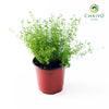 Thyme Thymus vulgaris – 15cm Pot