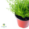 Thyme Thymus vulgaris – 15cm Pot
