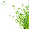 Thyme Thymus vulgaris – 15cm Pot
