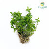 Spearmint Mentha spicata – Bare Root