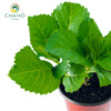 Hydrangea Hydrangea macrophylla – 15cm Pot