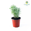 English Lavender Lavandula angustifolia – 15cm Pot
