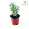 English Lavender Lavandula angustifolia – 15cm Pot