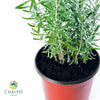English Lavender Lavandula angustifolia – 15cm Pot