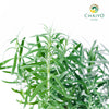 English Lavender Lavandula angustifolia – 15cm Pot