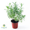 French Lavender Lavandula dentata – 15cm Pot