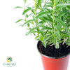 French Lavender Lavandula dentata – 15cm Pot