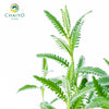 French Lavender Lavandula dentata – 15cm Pot