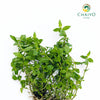 Spearmint Mentha spicata – Bare Root