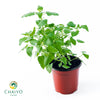 Catnip Nepeta cataria – 15cm Pot