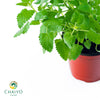 Catnip Nepeta cataria – 15cm Pot