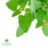 Catnip Nepeta cataria – 15cm Pot
