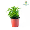 Watercress Hawaii Nasturtium officinale – 15cm Pot