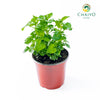 Watercress Hawaii Nasturtium officinale – 15cm Pot