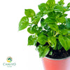 Watercress Hawaii Nasturtium officinale – 15cm Pot