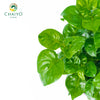 Watercress Hawaii Nasturtium officinale – 15cm Pot