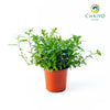 Vietnamese Coriander Laksa Leaves Persicaria odorata – 15cm Pot