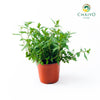 Vietnamese Coriander Laksa Leaves Persicaria odorata – 15cm Pot