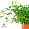 Vietnamese Coriander Laksa Leaves Persicaria odorata – 15cm Pot