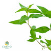 Vietnamese Coriander Laksa Leaves Persicaria odorata – 15cm Pot