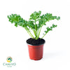 Kale Dwarf Vates Blue Scotch Brassica oleracea – 15cm Pot
